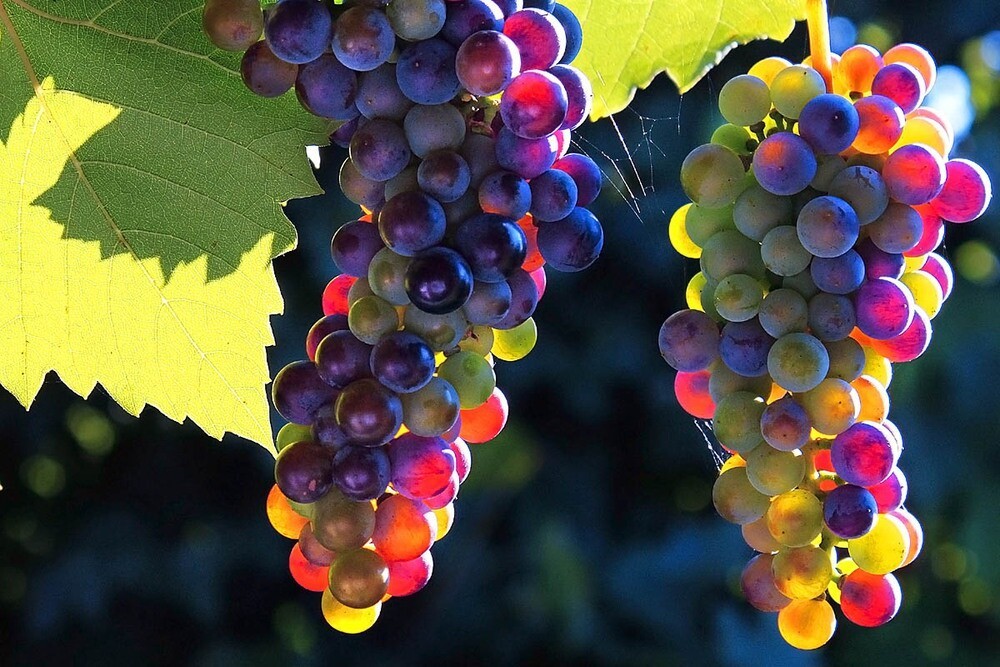 Как выращивать виноград